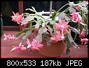 Pink Jungle Cactus-junglecactus-pinkdsc01487.jpg