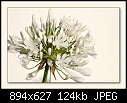 White Agapanthus-5146-b-5146-white-aga-12-11-07-30-400.jpg