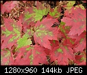 Fall Colours at Cataract River-2670catarctr.jpg