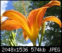 Click image for larger version

Name:	day lillies 03.jpg
Views:	320
Size:	573.9 KB
ID:	7524