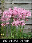 Click image for larger version

Name:	nerine.jpg
Views:	2240
Size:	216.2 KB
ID:	7531
