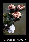 Life and death-Gardenia-b-5351-gardinia-18-11-07-30-400.jpg