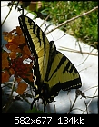 Click image for larger version

Name:	Butterfly P1000947.JPG
Views:	410
Size:	134.0 KB
ID:	7547