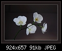 Click image for larger version

Name:	b-1492-phal orchid-20-11-07-20-85.jpg
Views:	466
Size:	91.0 KB
ID:	7559