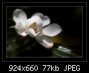 Click image for larger version

Name:	b-5564b-magnolia-22-11-07-30-400.jpg
Views:	540
Size:	77.2 KB
ID:	7564