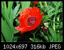 Click image for larger version

Name:	Red Poppy.jpg
Views:	304
Size:	316.3 KB
ID:	7584