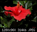 Click image for larger version

Name:	Red Hibiscus.jpg
Views:	426
Size:	314.5 KB
ID:	7586