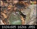Click image for larger version

Name:	Hummer on bottle.jpg
Views:	279
Size:	161.7 KB
ID:	7598