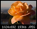 Click image for larger version

Name:	Orange rose.jpg
Views:	298
Size:	192.7 KB
ID:	7604