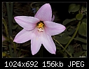 Click image for larger version

Name:	Pink flower.jpg
Views:	340
Size:	155.6 KB
ID:	7605