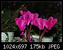 Click image for larger version

Name:	Pink Cyclamens.jpg
Views:	236
Size:	174.8 KB
ID:	7606