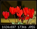 Click image for larger version

Name:	Red Cyclamens.jpg
Views:	304
Size:	173.4 KB
ID:	7607