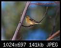 Click image for larger version

Name:	American Goldfinch.jpg
Views:	473
Size:	141.1 KB
ID:	7610