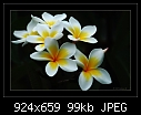 Click image for larger version

Name:	bpd-6295-frangipani-28-11-07-30-400.jpg
Views:	266
Size:	99.2 KB
ID:	7612