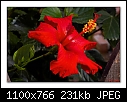 Click image for larger version

Name:	Red Hibiscus.jpg
Views:	331
Size:	231.0 KB
ID:	7630