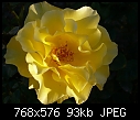 Rose - 1 attachment-rose-p1010041.jpg