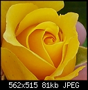 Click image for larger version

Name:	Rosebud P1010051 crop.jpg
Views:	371
Size:	80.5 KB
ID:	7640