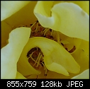 Rose Center - File 1 of 4 - Rose P1010049 crop.jpg (1/1)-rose-p1010049-crop.jpg
