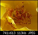 Click image for larger version

Name:	Rose P1010041 crop.jpg
Views:	323
Size:	113.0 KB
ID:	7642