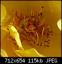Rose Center - File 3 of 4 - Rose P1010042 crop.jpg (1/1)-rose-p1010042-crop.jpg