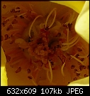 Click image for larger version

Name:	Rose P1010044 crop.jpg
Views:	331
Size:	107.3 KB
ID:	7644