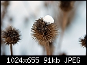 Dec-6B  - Echinacea w Hat_8211.jpg-echinacea-w-hat_8211.jpg