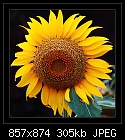 Click image for larger version

Name:	b-6309-sunflower-26-11-07-30-400.jpg
Views:	362
Size:	305.4 KB
ID:	7649