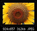 Click image for larger version

Name:	b-6311-sunflower-26-11-07-30-400.jpg
Views:	359
Size:	311.7 KB
ID:	7650