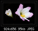 Rain Lily-(Zephranthes robustus)-b-6465-rainlily-06-12-07-30-400.jpg