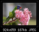 Eucalyptus Flowers-'Summer Beauty'.-b-6649-lorikeet-11-12-07-30-400.jpg