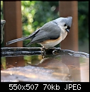 Click image for larger version

Name:	titmouse_portrait_8650.jpg
Views:	351
Size:	69.8 KB
ID:	7669