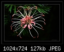 Click image for larger version

Name:	b-6804ps-grevillea-13-12-07-30-400.jpg
Views:	456
Size:	127.3 KB
ID:	7724