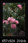 Pink Flowering Gum Tree-6957  (Eucalyptus ficifolia).-b-6957-pinkgum-22-12-07-30-400.jpg