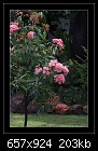 Pink Flowering Gum Tree-6959  (Eucalyptus ficifolia).-b-6959-pinkgum-22-12-07-30-400.jpg