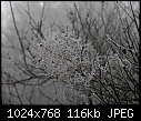 Cotinus coggygria in freezing fog [1/1]-cotinus02.jpg