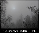 Cotinus coggygria in freezing fog [1/1]-cotinus04.jpg