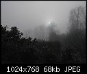 Choisya ternata in freezing fog [1/1]-murk12.jpg