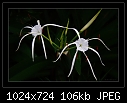Spider Lily (Hymenocallis littoralis)-b-3046-spidrlily-27-12-07-20-85.jpg