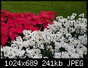 Click image for larger version

Name:	Red-Green-White_8699b.jpg
Views:	295
Size:	240.8 KB
ID:	7781