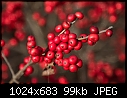 Click image for larger version

Name:	Winterberry_8729.jpg
Views:	259
Size:	99.2 KB
ID:	7782