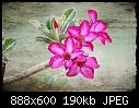 Click image for larger version

Name:	b-5387ps-Adenium-19-11-07-30-400.jpg
Views:	296
Size:	190.1 KB
ID:	7794