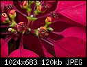 Jan1-E - Hidden Flower_8706.jpg-hidden-flower_8706.jpg