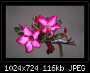 Click image for larger version

Name:	b-6315-desertrose-29-11-07-30-400.jpg
Views:	338
Size:	116.3 KB
ID:	7798