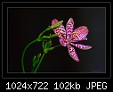 Click image for larger version

Name:	b-6315-leopardlily-21-12-07-30-400.jpg
Views:	422
Size:	101.9 KB
ID:	7799