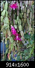 Jungle Cactus-junglecactus-fuschia-dsc01605.jpg