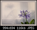 Click image for larger version

Name:	b-7764ps-agapanthus-12-01-08-30-400.jpg
Views:	391
Size:	116.4 KB
ID:	7948
