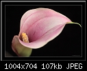 Click image for larger version

Name:	b-0320-callalily-19-01-08-40-90.jpg
Views:	379
Size:	107.1 KB
ID:	8017