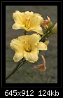 Click image for larger version

Name:	b-4808-daylily-04-11-07-30-400.jpg
Views:	359
Size:	124.0 KB
ID:	8066