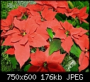Click image for larger version

Name:	Poinsettia from Christmas M.jpg
Views:	339
Size:	176.5 KB
ID:	8067