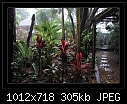 I love a rainy Day-7877-b-7877ps-raingarden-03-02-08-40-85.jpg